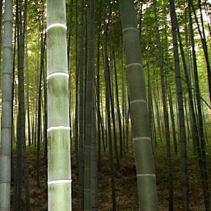 Rapidly Renewable Materials