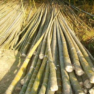 Bamboo Flooring
