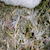 Spring Lawn Care and Snow Mold: Green Home Landscape Source