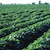 Soybeans